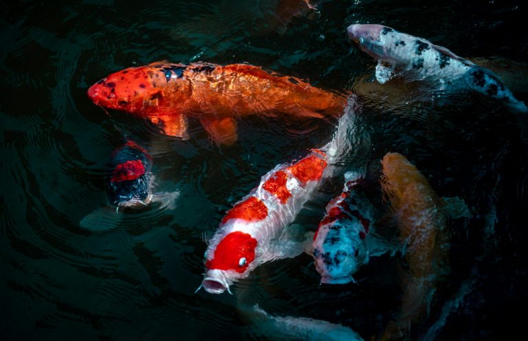 Karp koi olx i karpie koi allegro – czy warto kupować ryby z ogłoszeń?